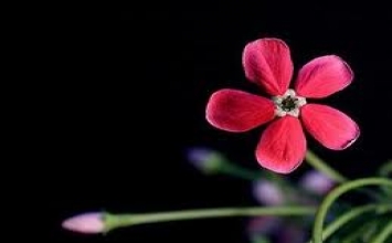 Năm pháp bình đẳng